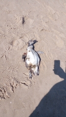 Spheniscus magellanicus