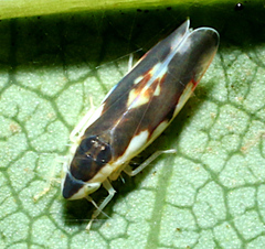 Erythroneura aclys