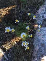 Tripleurospermum inodorum