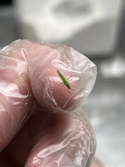 Trigonotylus caelestialium