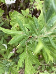 Hippodamia parenthesis