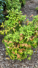 Nandina domestica