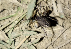 Zachaeus