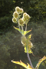 Dipsacus laciniatus
