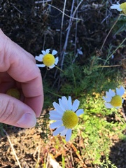 Tripleurospermum inodorum