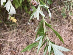 Hippodamia parenthesis