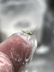 Trigonotylus caelestialium