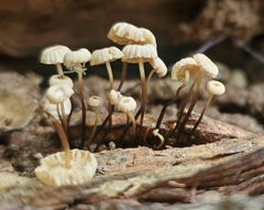 Marasmius rotula