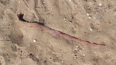 Cepola macrophthalma