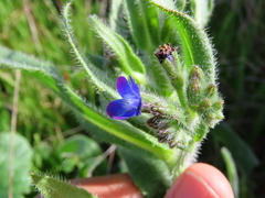 Anchusa capensis