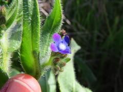 Anchusa capensis