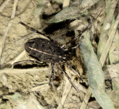 Zachaeus