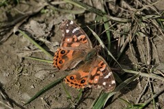 Vanessa braziliensis