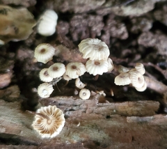 Marasmius rotula