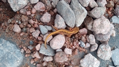 Lissotriton