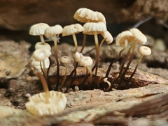 Marasmius rotula