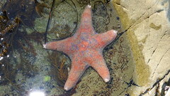 Dermasterias imbricata