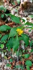 Solidago virgaurea