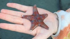 Dermasterias imbricata