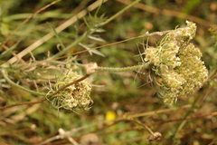 Daucus carota