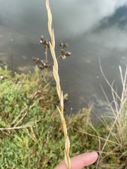 Thinopyrum obtusiflorum