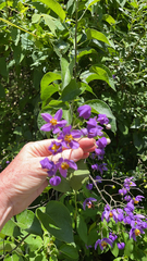 Solanum
