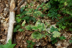 Alliaria petiolata