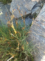 Juncus compressus