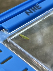 Draeculacephala antica