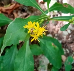 Solidago virgaurea