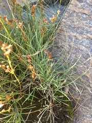 Juncus compressus