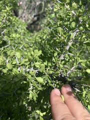Condalia hookeri