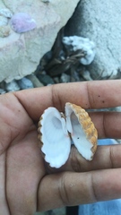 Cardites crassicostatus