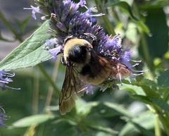Bombus auricomus