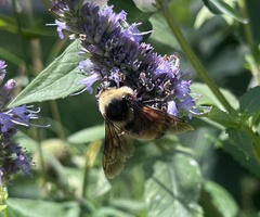 Bombus auricomus