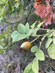 Rosa canina