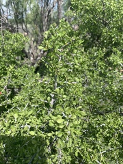 Condalia hookeri