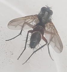 Diptera