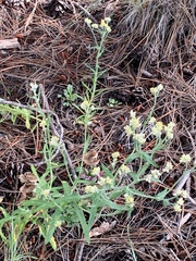 Pseudognaphalium macounii