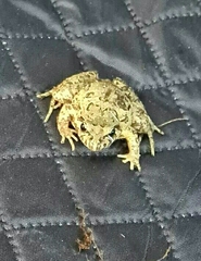 Discoglossus galganoi