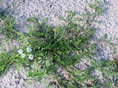 Cotula duckittiae