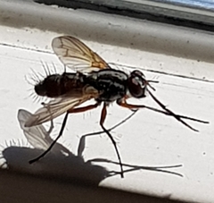 Diptera