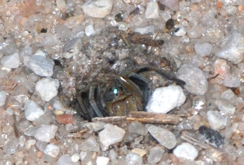 Missouri Burrowing Wolf Spider photo 4