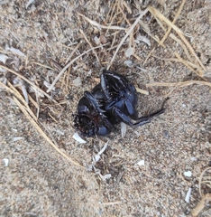 Scarabaeus semipunctatus