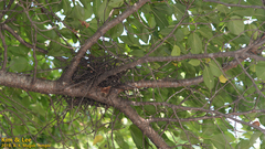 Streptopelia orientalis