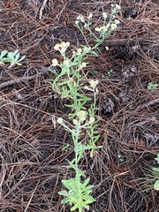 Pseudognaphalium macounii