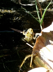 Pelophylax perezi