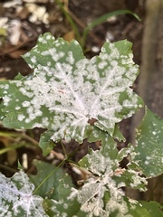 Acer platanoides