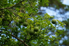 Citrus trifoliata