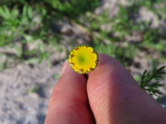 Cotula duckittiae